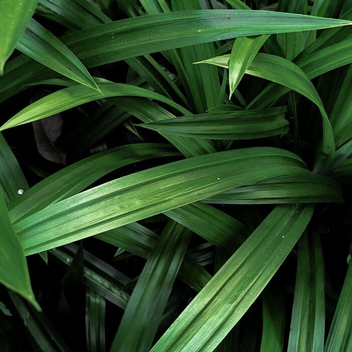 Close-up of long green pandan leaves